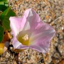 Bindweed, Sea