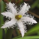 Bogbean