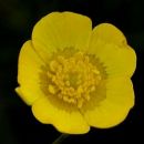 Buttercup, Meadow