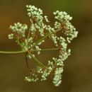 Cowbane