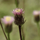Fleabane, Blue