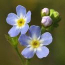Forget-me-not, Water