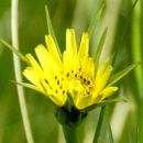 Goat's-beard
