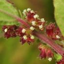Pellitory-of-the-wall