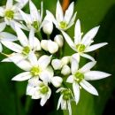Ramsons