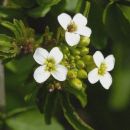 Water-cress