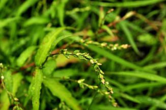 Water-pepper