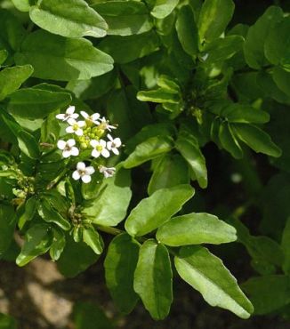 Water-cress