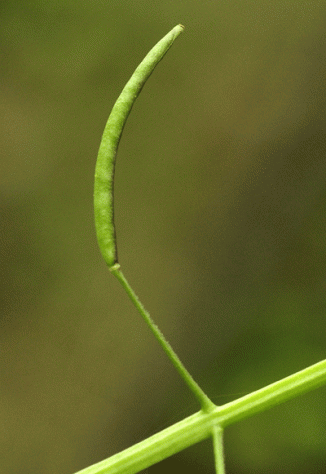 Water-cress, Narrow-fruited