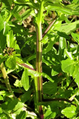 Winter-cress, Medium-flowered
