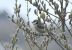 Blue-tit on willow