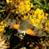 Hummingbird Hawkmoth