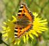 Small Tortoiseshell