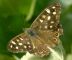 Speckled Wood